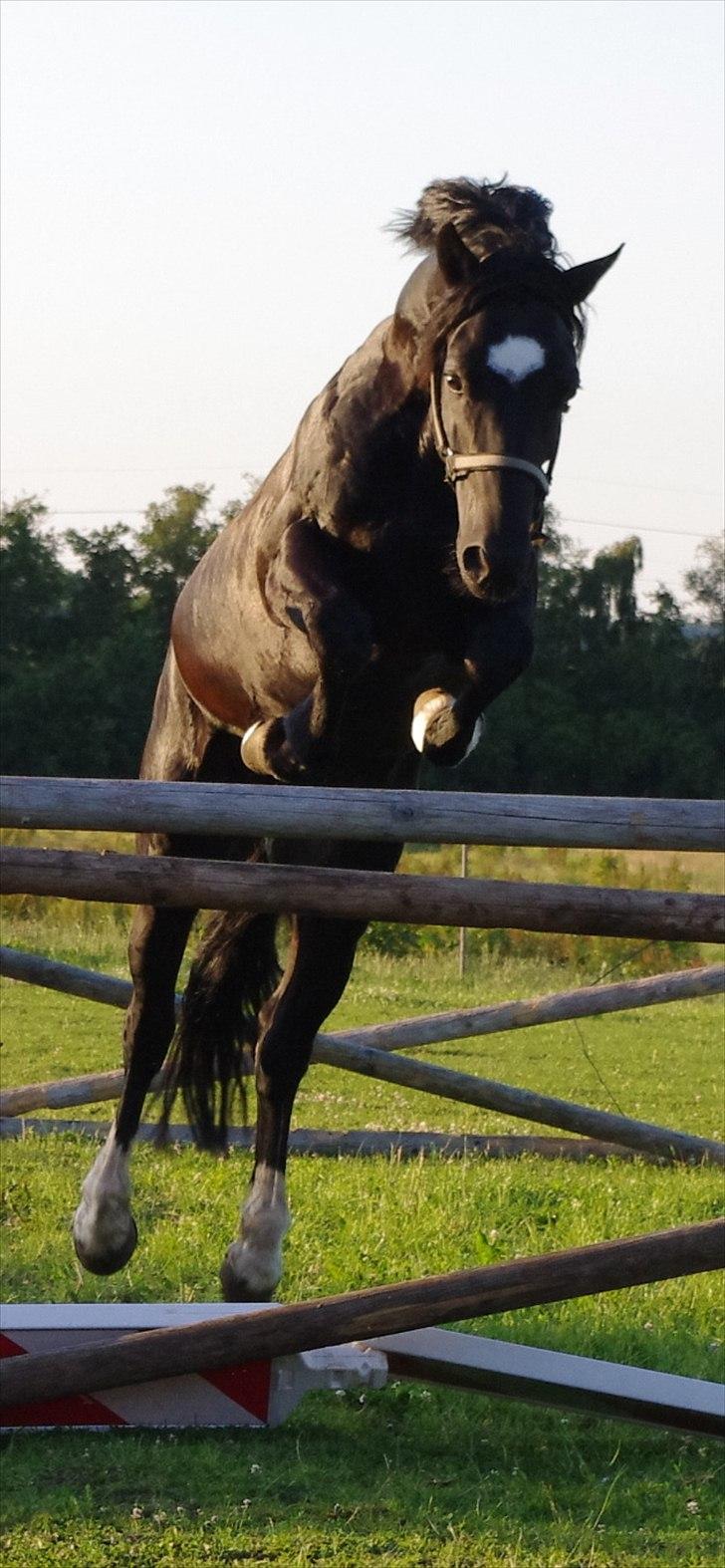 Welsh Cob (sec D) Fronerthig Young King - <3 billede 18