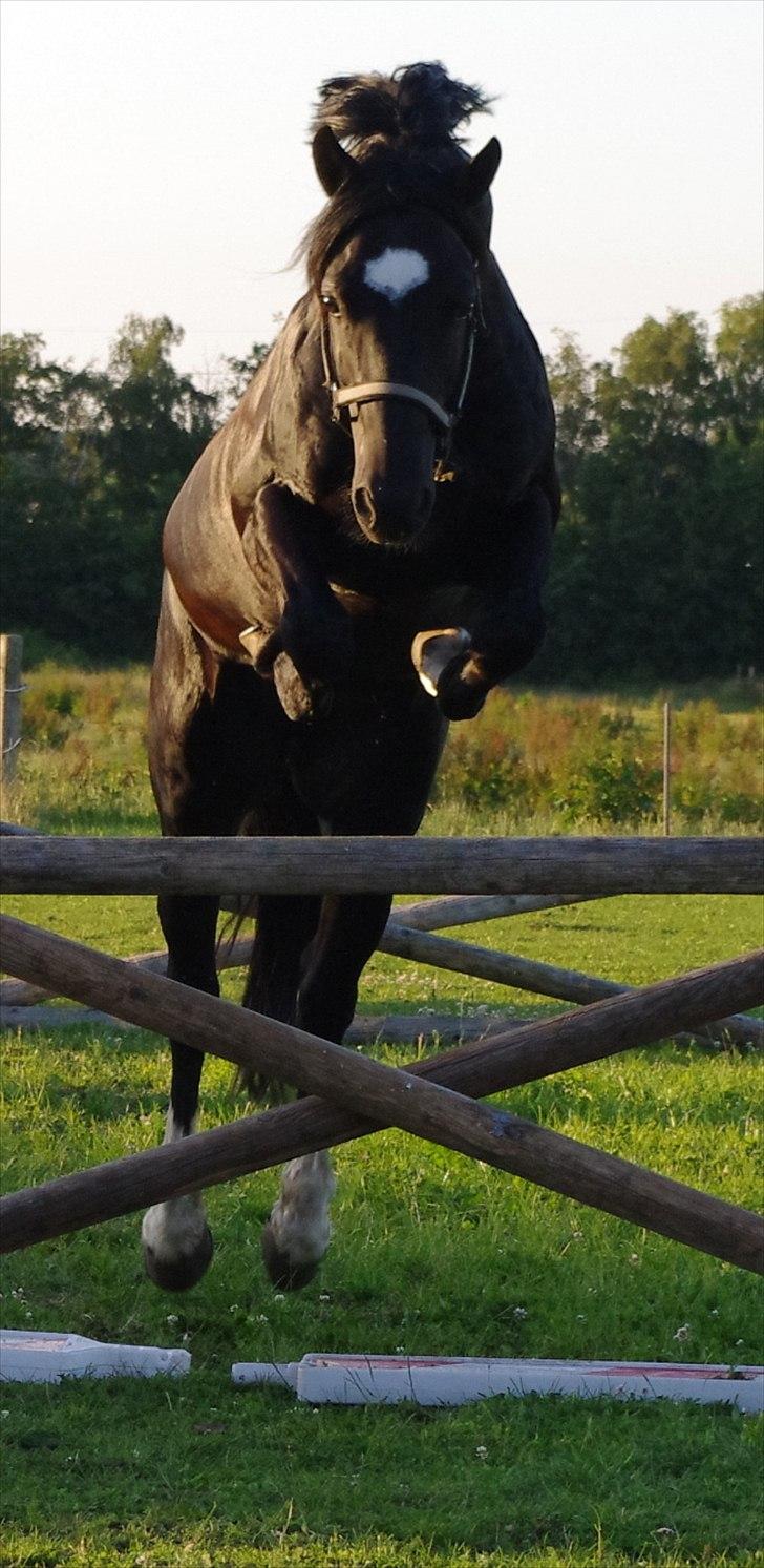 Welsh Cob (sec D) Fronerthig Young King - Tjek lige hans forben! :-D <3 aaaalt for nice! :D billede 16