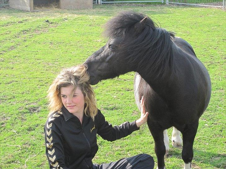 Shetlænder Mondeo - KLØ OG JEG KLØR DIG<3 billede 2