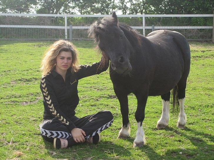 Shetlænder Mondeo - DEJLIGT<3 billede 3