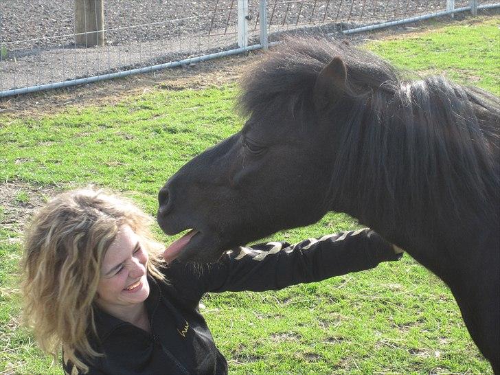 Shetlænder Mondeo - KYS MIG NU<3 billede 1