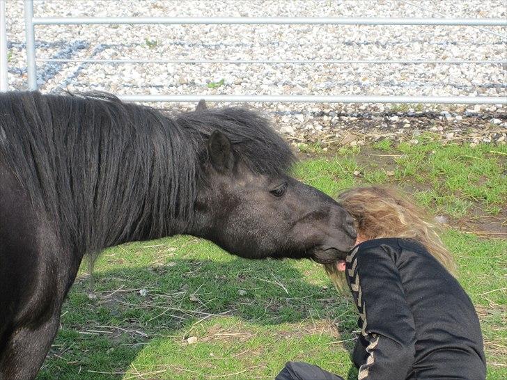 Shetlænder Mondeo - KYS MIG<3 billede 4
