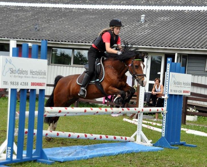 Welsh Pony af Cob-type (sec C) | MENAI LADY CAMILLA *tortillen* - til ridelejr, hun sprang super:-D. billede 17