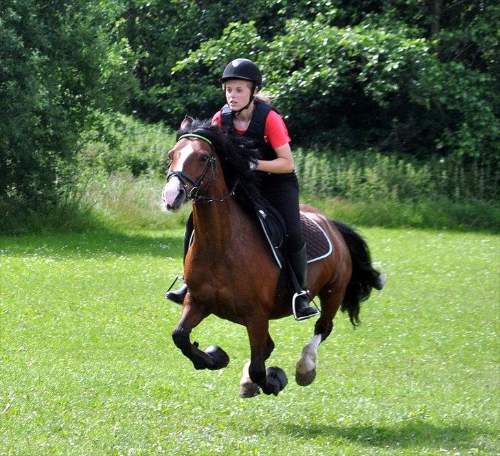 Welsh Pony af Cob-type (sec C) | MENAI LADY CAMILLA *tortillen* - væææddeløb!:-D.
 - woow flyvende pony! billede 18