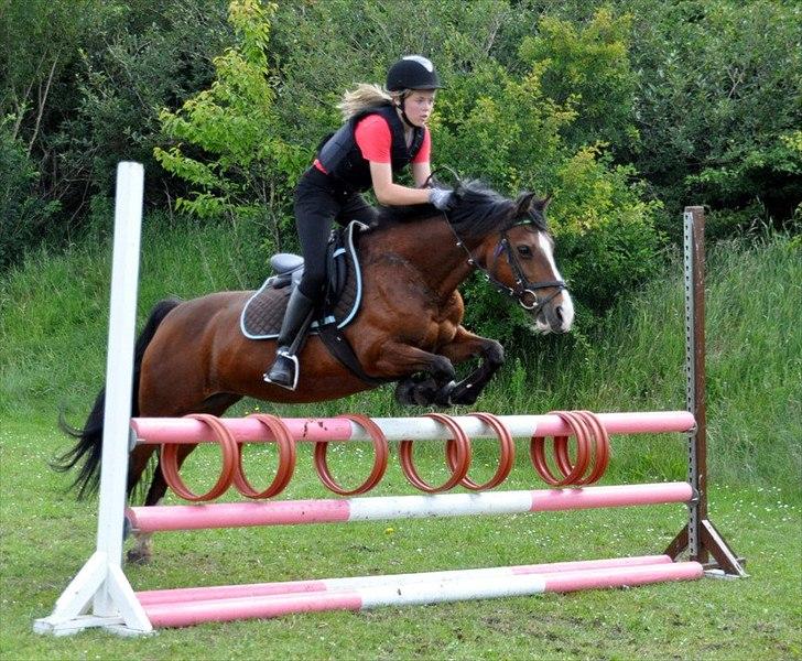 Welsh Pony af Cob-type (sec C) | MENAI LADY CAMILLA *tortillen* - dejlige pony :-*. billede 19