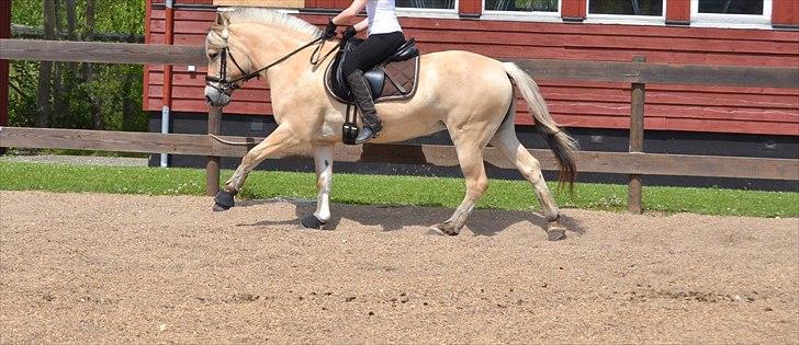 Fjordhest Bredekærgårds Tea R.I.P billede 10