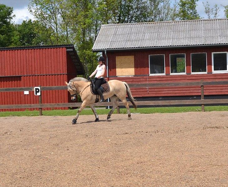 Fjordhest Bredekærgårds Tea R.I.P billede 11