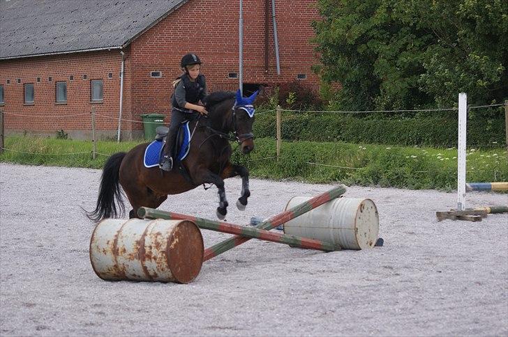 Anden særlig race Kompis Min Ven  ( Solgt ) - Det er kun 3. gang at jeg springer på Kompis. Den 26/6-2011
Foto LMC billede 9