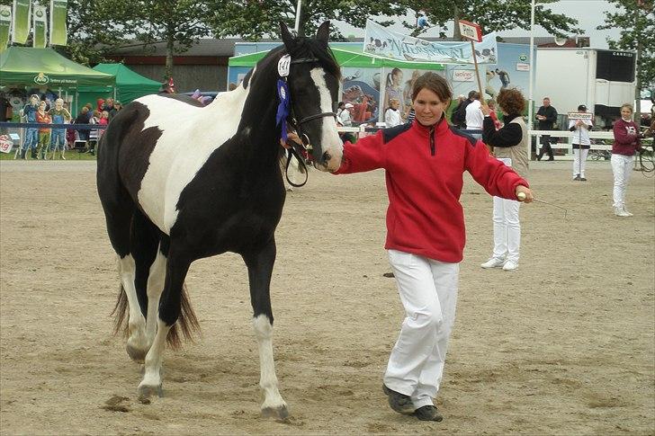 Barockpinto Jimbalaya af Bjørholm - 30/6-11. Landsskue, 23 point og indstillet til ærespræmie (hvilket hun også fik) billede 16