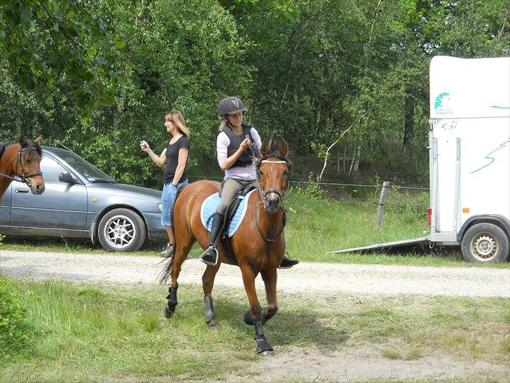 Anden særlig race Prins billede 2