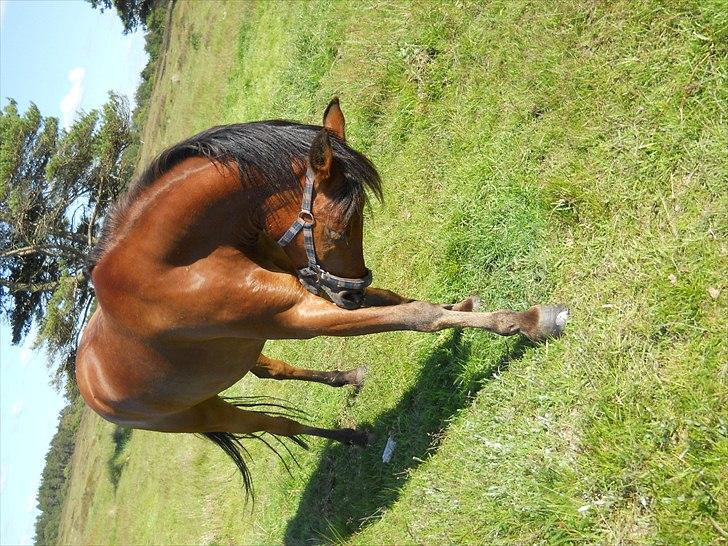 Anden særlig race Prins billede 3