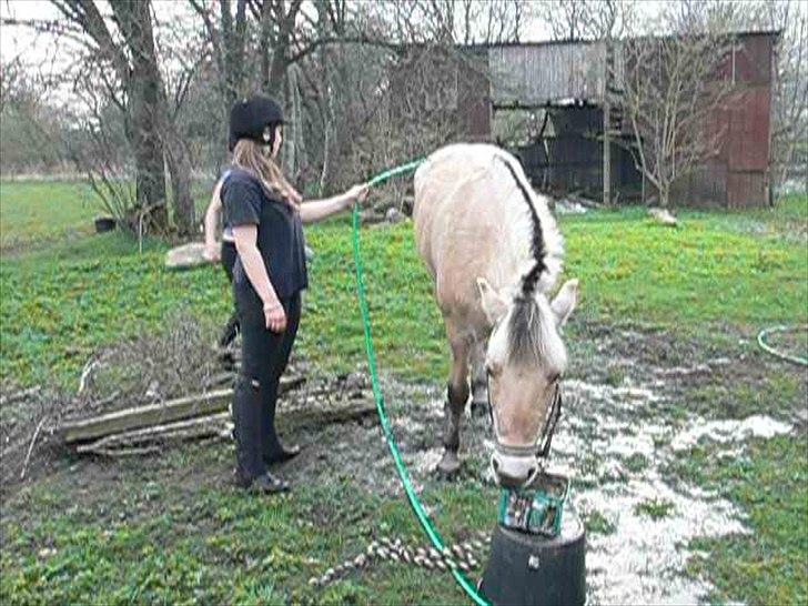 Fjordhest PUK<3 -Frygtløs den frygtsomme pony- billede 5