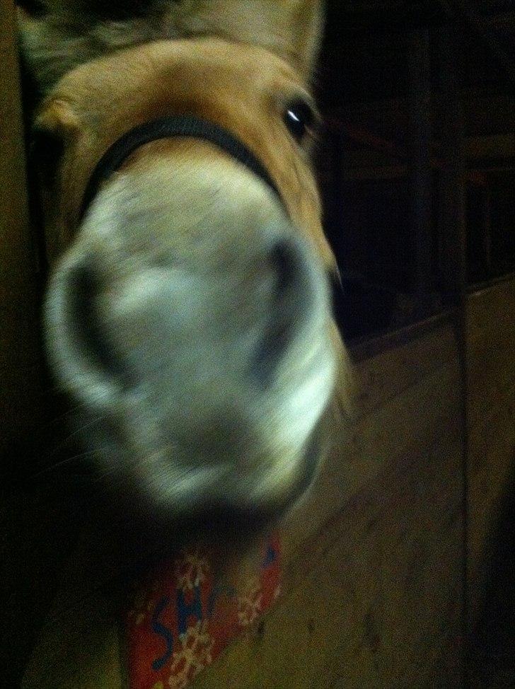 Fjordhest PUK<3 -Frygtløs den frygtsomme pony- - boks. vinter 2010 billede 13