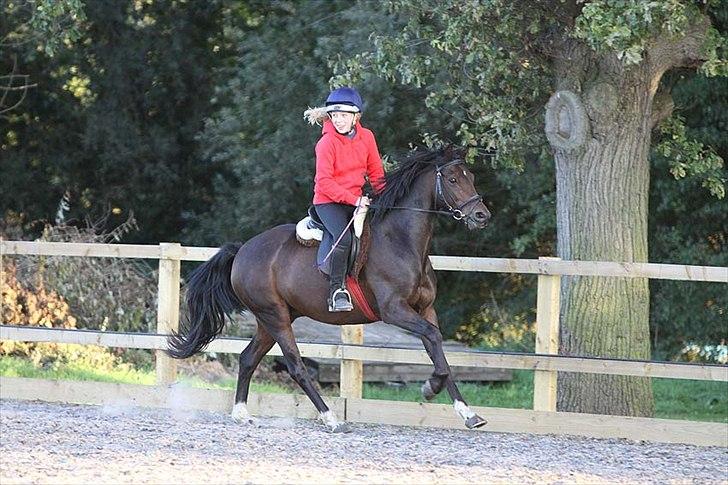 Connemara Loftsome Equinox - bare en fantisk billier af ham igen med varm op billede 1