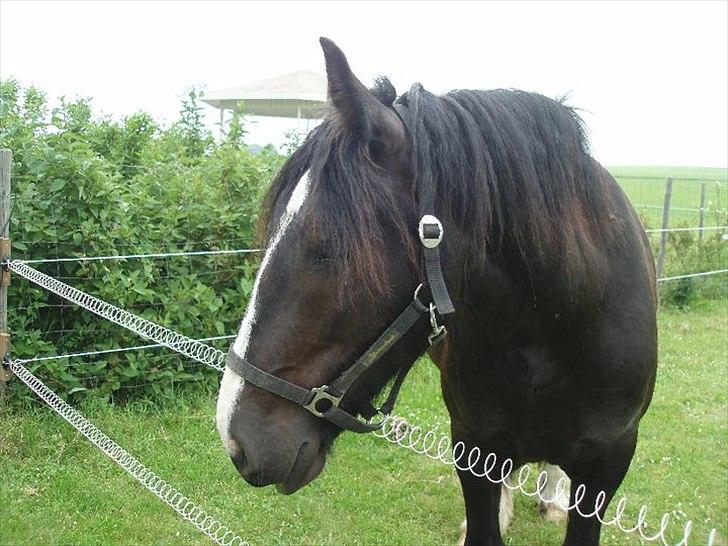 Tinker cheval billede 1