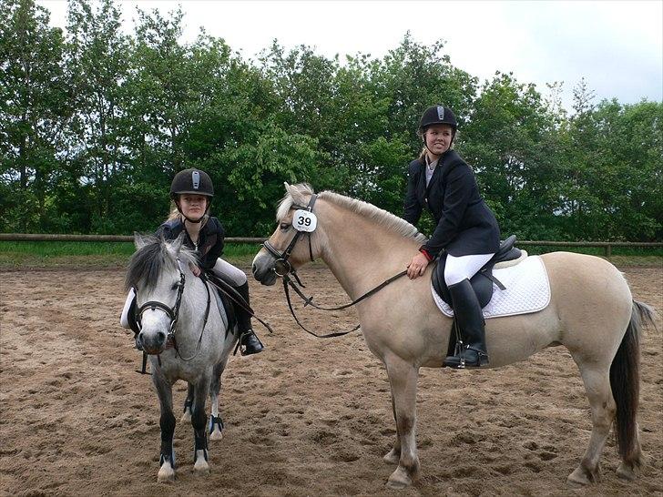 Fjordhest PUK<3 -Frygtløs den frygtsomme pony- - efter et godt stævne :) billede 6