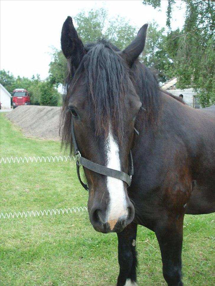 Tinker cheval billede 2