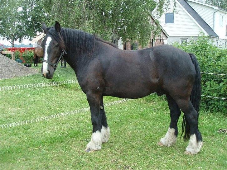 Tinker cheval billede 3