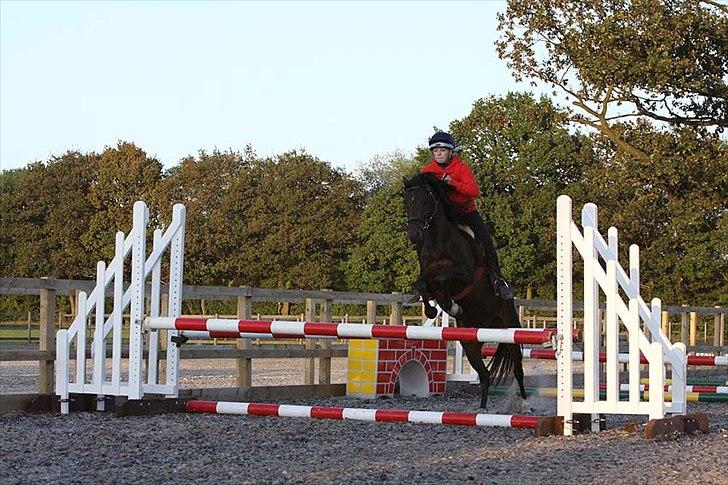 Connemara Loftsome Equinox - til undervising skulle jeg springe messer af forskellige kombantioner billede 2