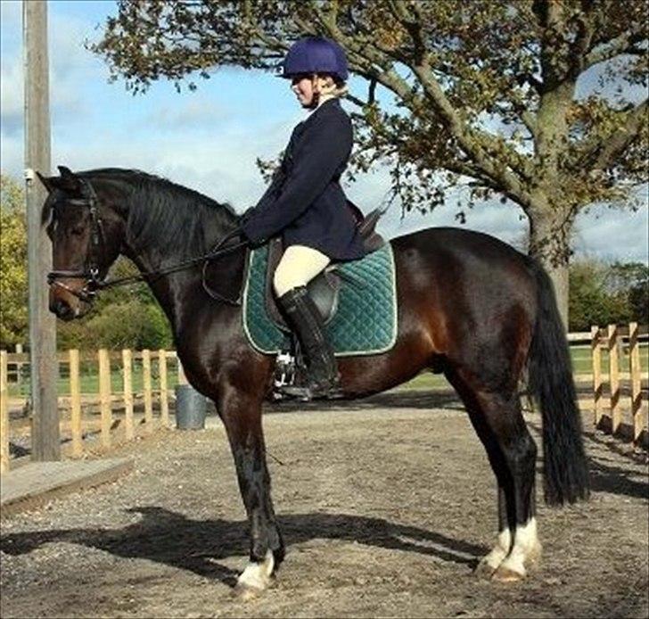 Connemara Loftsome Equinox - klar til gå ind til mit dressur stæven billede 3