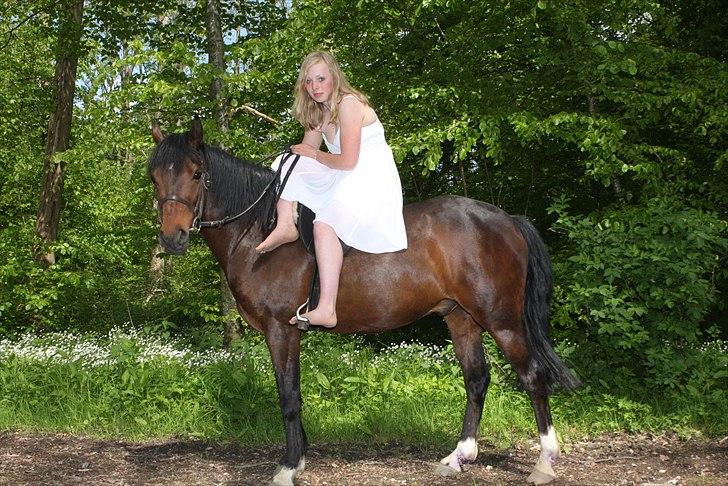 Connemara Loftsome Equinox - til min konfirmation holdte jeg festen op i ryttestuen så jeg gik ude og hente min dreng og tog messer af god billiere billede 4