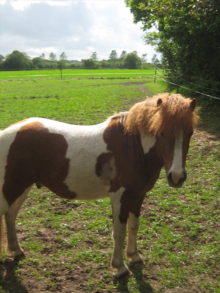Shetlænder Bruno (SOLGT) ):   billede 1