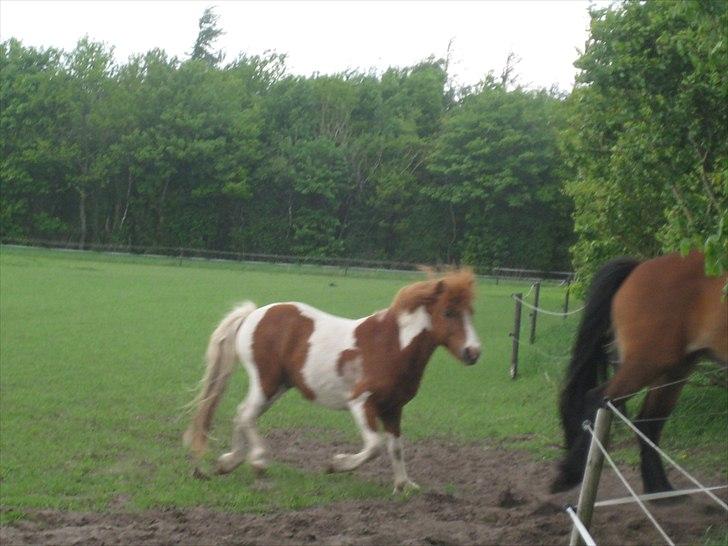 Shetlænder Bruno (SOLGT) ):   billede 14