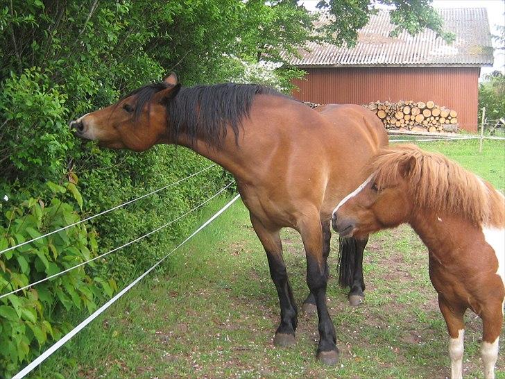 Shetlænder Bruno (SOLGT) ):   billede 11