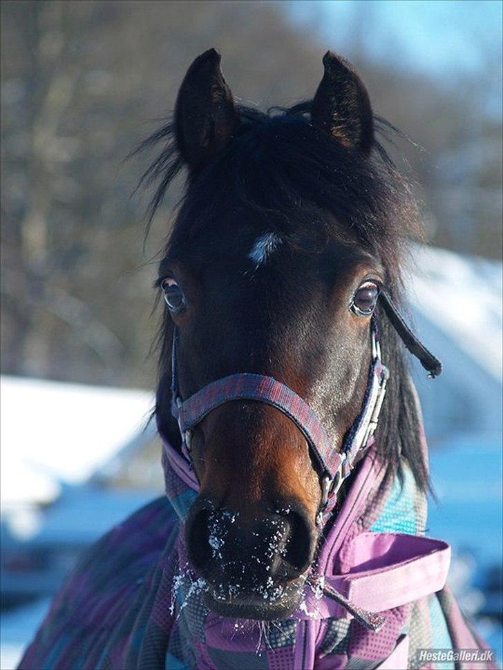 Connemara Loftsome Equinox - min dreng ud på marken og kan lide sne! :) billede 6