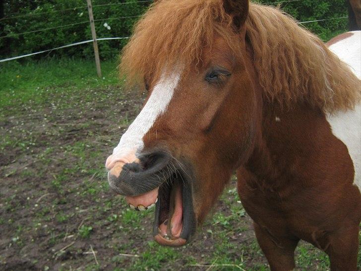 Shetlænder Bruno (SOLGT) ):   billede 8