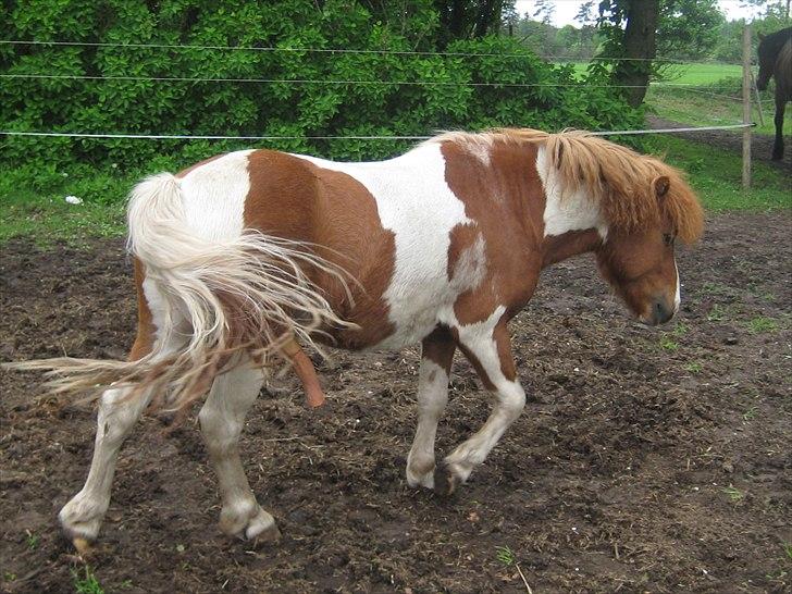 Shetlænder Bruno (SOLGT) ):   billede 12