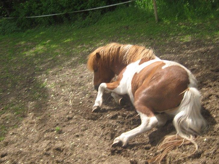 Shetlænder Bruno (SOLGT) ):   billede 10