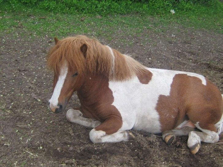 Shetlænder Bruno (SOLGT) ):   billede 9