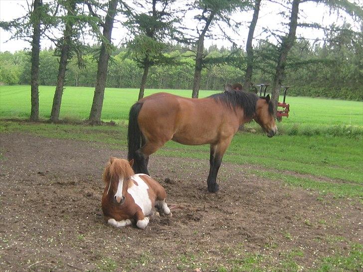 Shetlænder Bruno (SOLGT) ):   billede 15