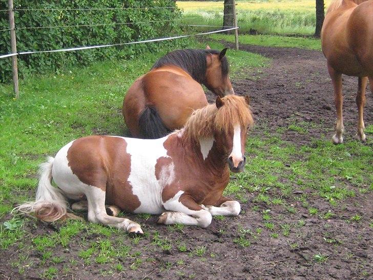 Shetlænder Bruno (SOLGT) ):   billede 16