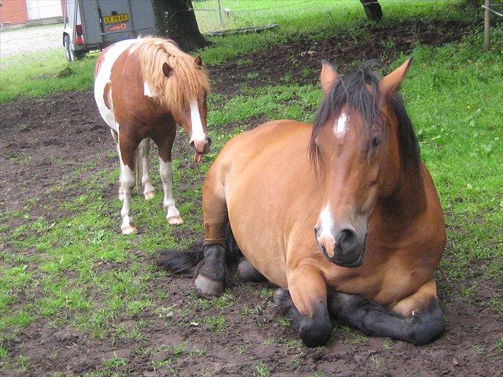 Shetlænder Bruno (SOLGT) ):   billede 17