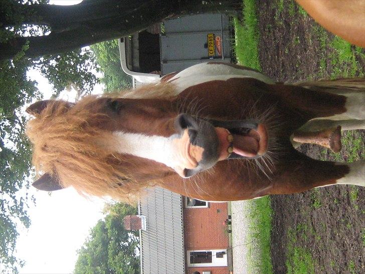 Shetlænder Bruno (SOLGT) ):   billede 5