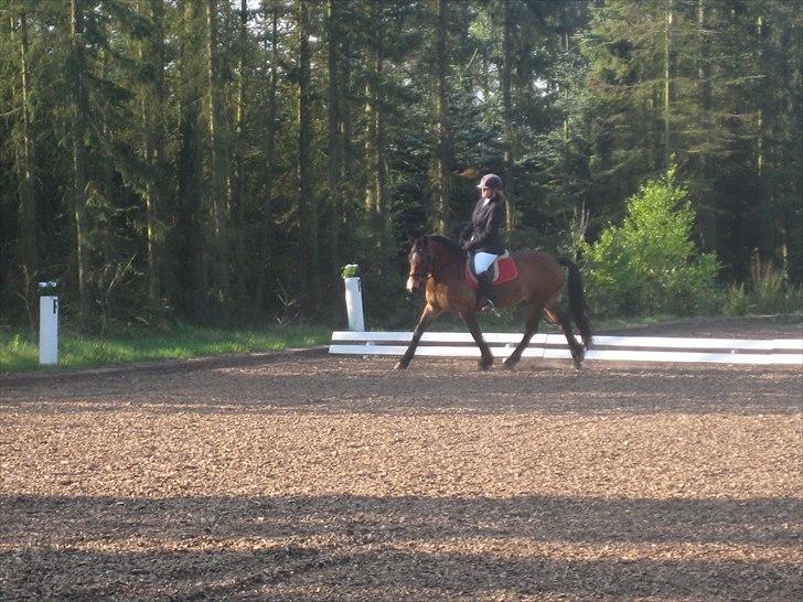 Nordsvensk Skovhest Smilla billede 12