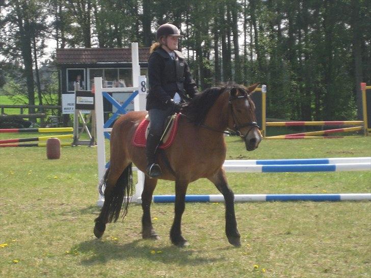 Nordsvensk Skovhest Smilla billede 13