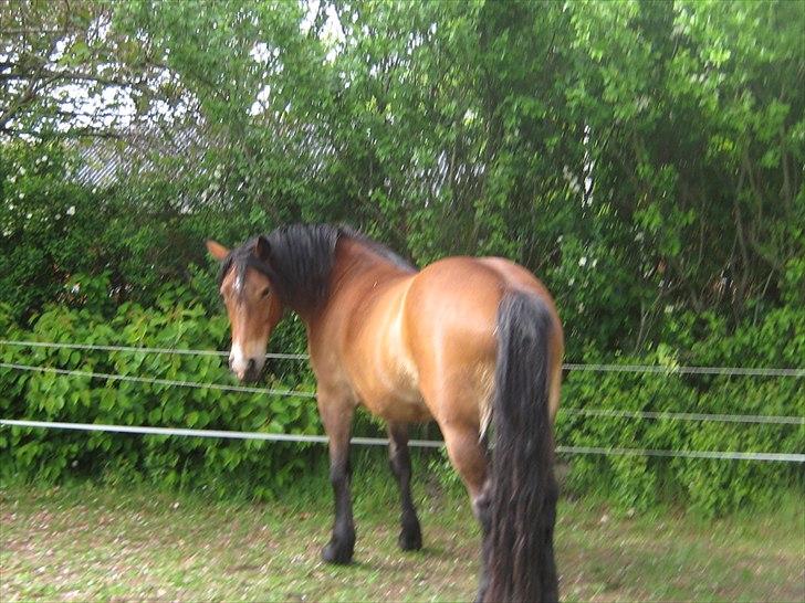 Nordsvensk Skovhest Smilla billede 6