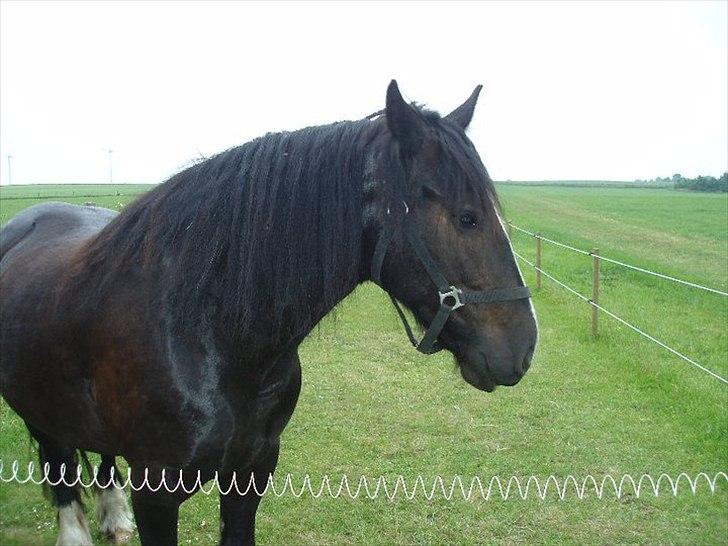 Tinker cheval billede 4