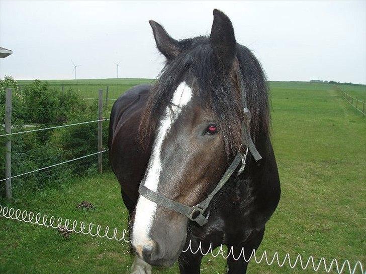 Tinker cheval billede 5