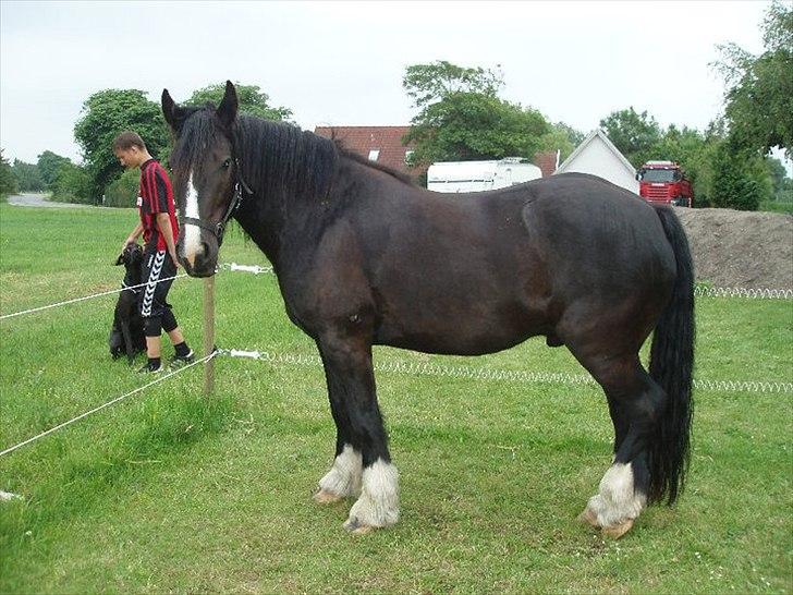 Tinker cheval billede 6