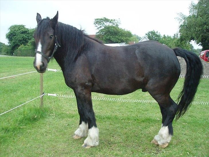 Tinker cheval billede 7