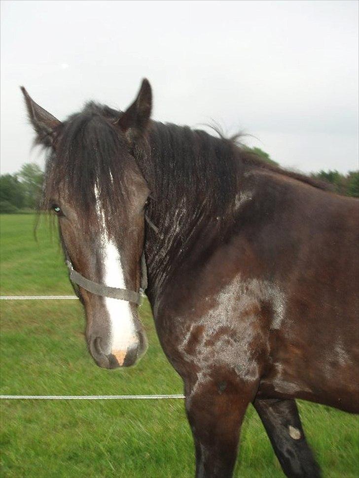 Tinker cheval billede 8