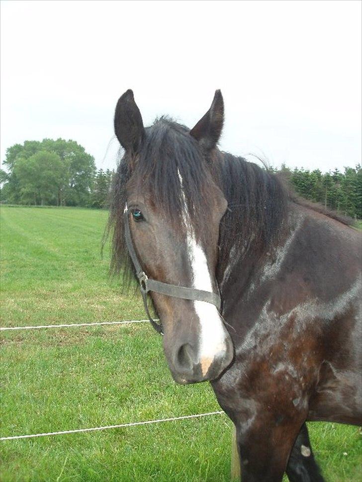 Tinker cheval billede 9