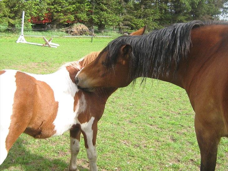 Nordsvensk Skovhest Smilla billede 7