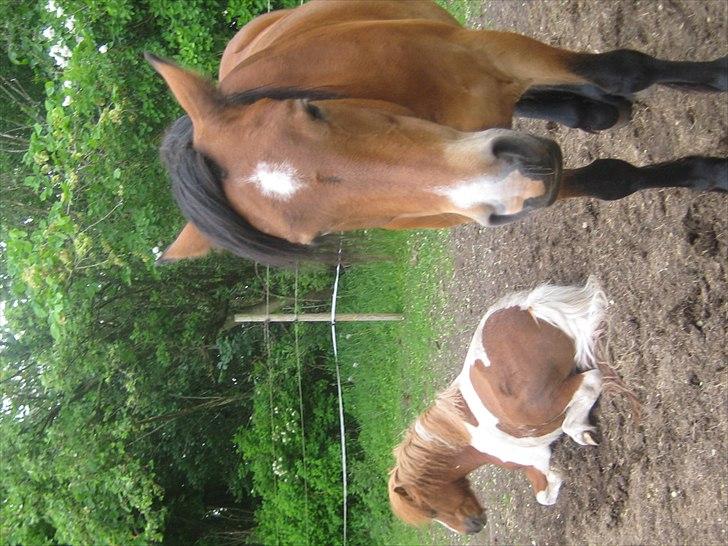 Nordsvensk Skovhest Smilla billede 9