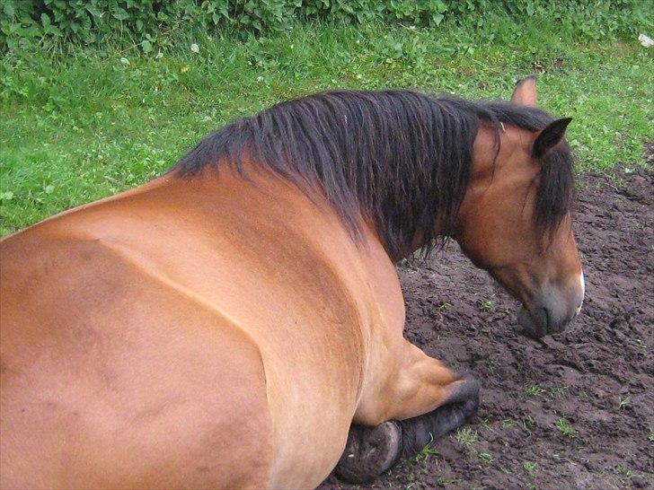 Nordsvensk Skovhest Smilla billede 1