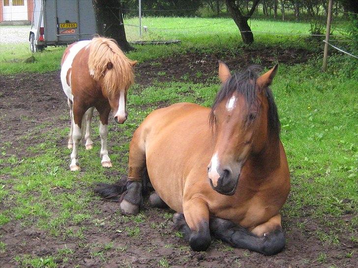 Nordsvensk Skovhest Smilla billede 8
